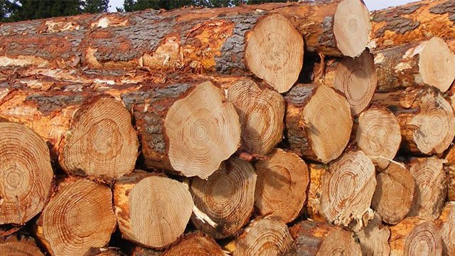 Home softwood to make wood charcoal